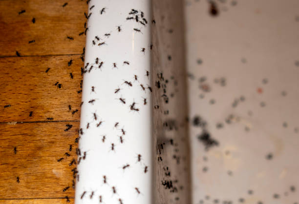 Reliable Marion, NC Pest Control Solutions